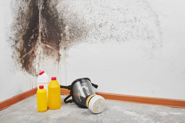 Home Mold Removal in Hillcrest Heights, MD