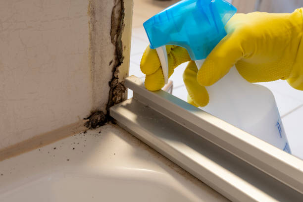 Best Office Mold Removal Services  in Hillcrest Heights, MD