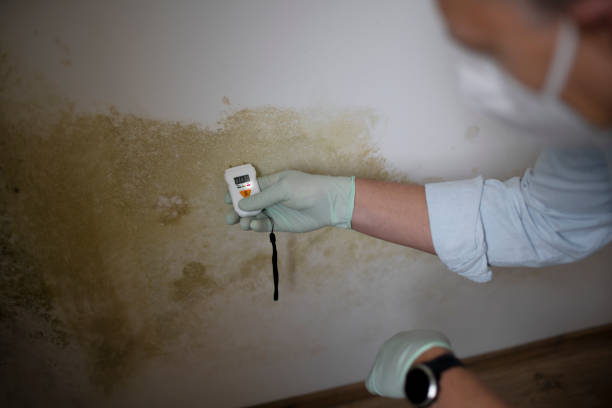 Best Mold Damage Repair  in Hillcrest Heights, MD
