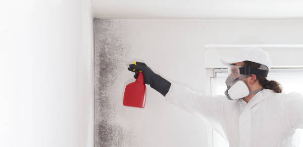 Best Mold Cleaning Services  in Hillcrest Heights, MD