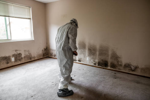 Best Fast Mold Removal  in Hillcrest Heights, MD