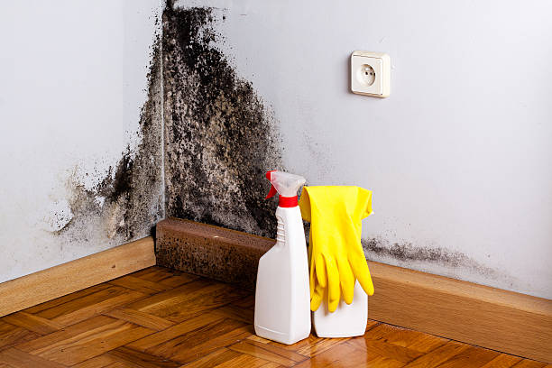 Best Black Mold Removal  in Hillcrest Heights, MD